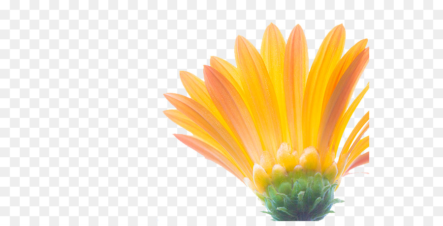 bunga: Bunga Matahari Vektor