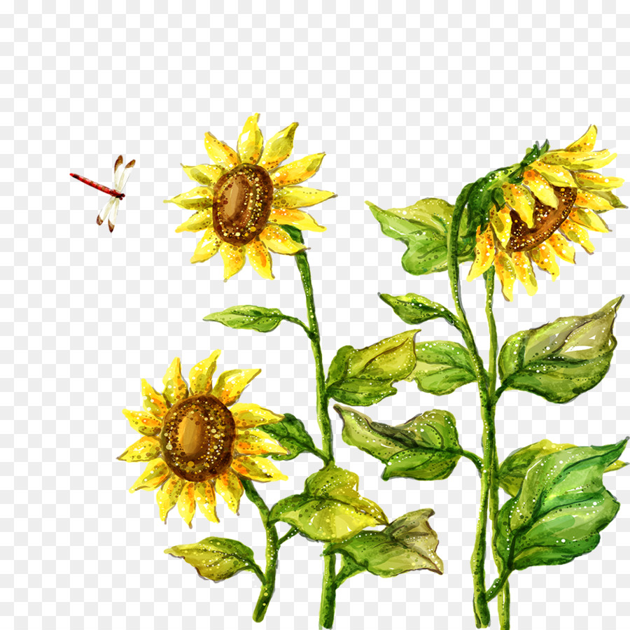 Fukei Menggambar Ilustrasi Bunga Matahari Unduh Biji Bunga
