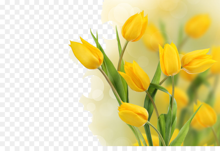 size frame hd video Flower Stock  Bulb photography Beautiful Tulip Yellow