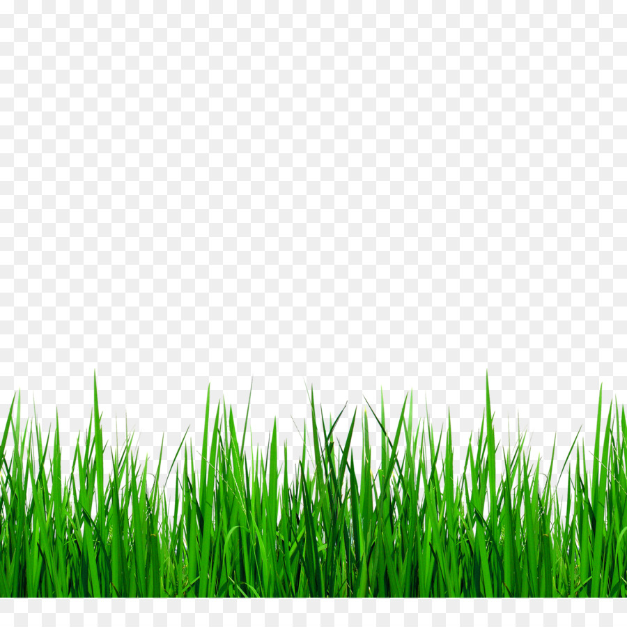 Download Grasses Clip art - Green grass border details 2500*2500