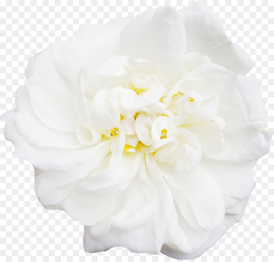 White Flower Peony - white,peony,decoration,Flowers png 