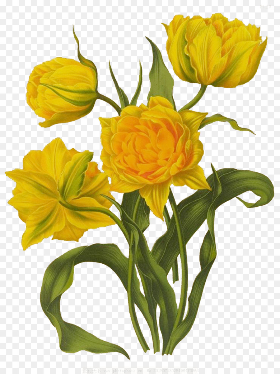 Gambar Ilustrasi Bunga Tulip Hilustrasi