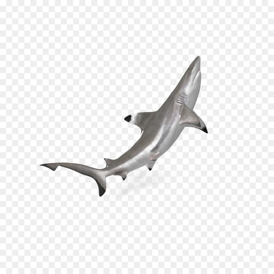 Hiu Martil Download Ocean Blacktip Shark Png Unduh 10001000