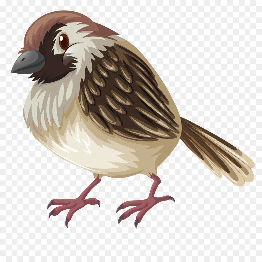 Burung Pipit Menggambar Ilustrasi Vektor Kecil Sparrow Unduh