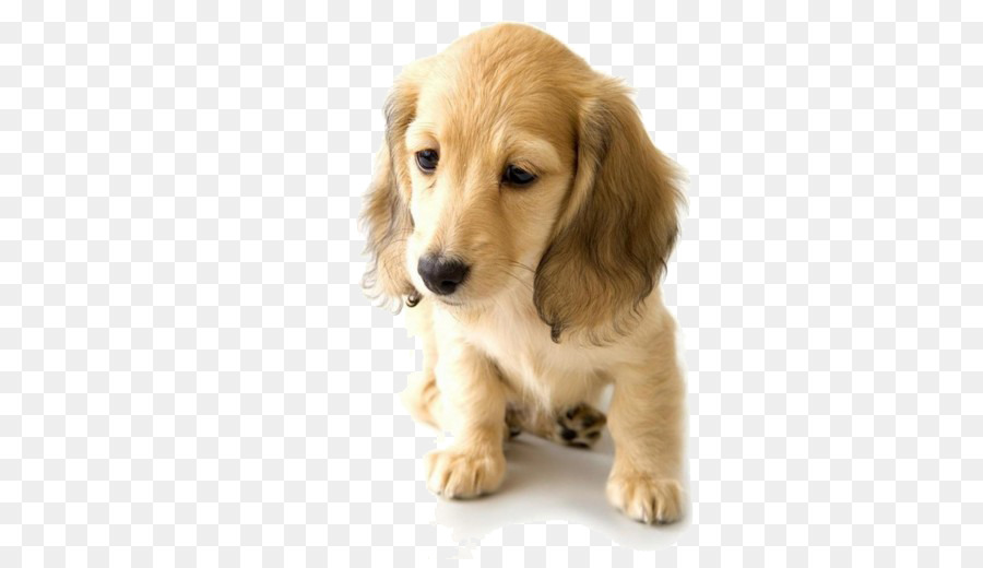 Golden Retriever Dachshund Puppy World Animal Day Pet - Sad Golden Retriever puppy png download ...