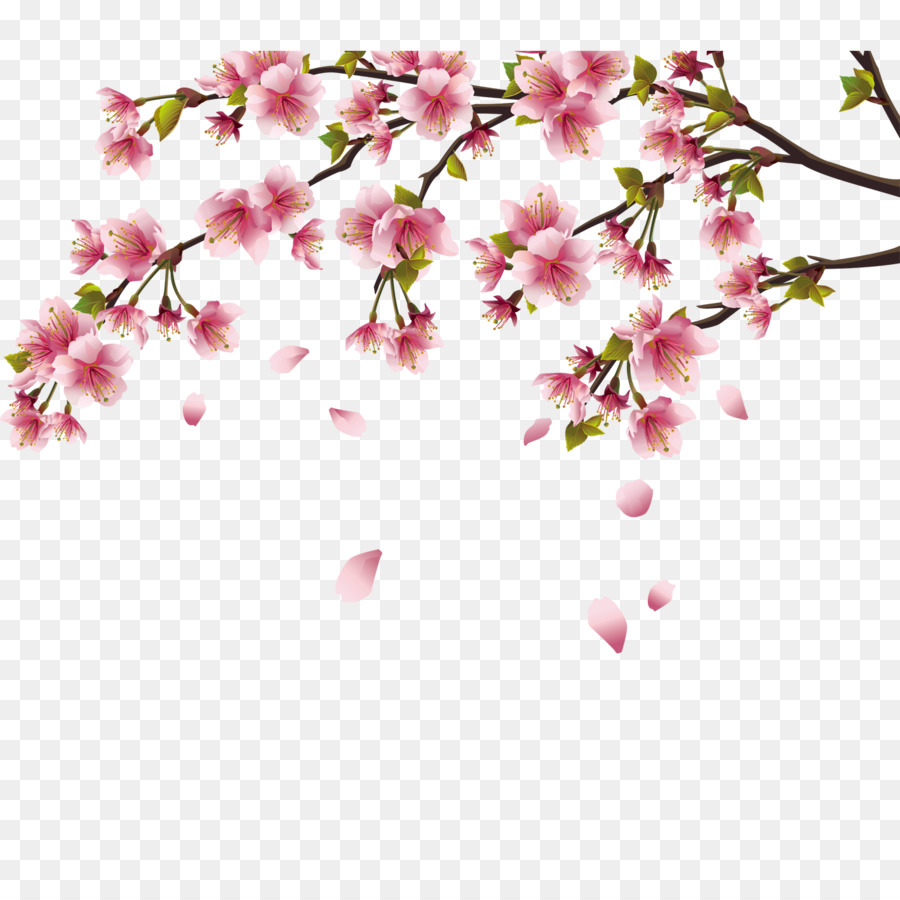 Cherry blossom Peach blossom Peach blossom png download 