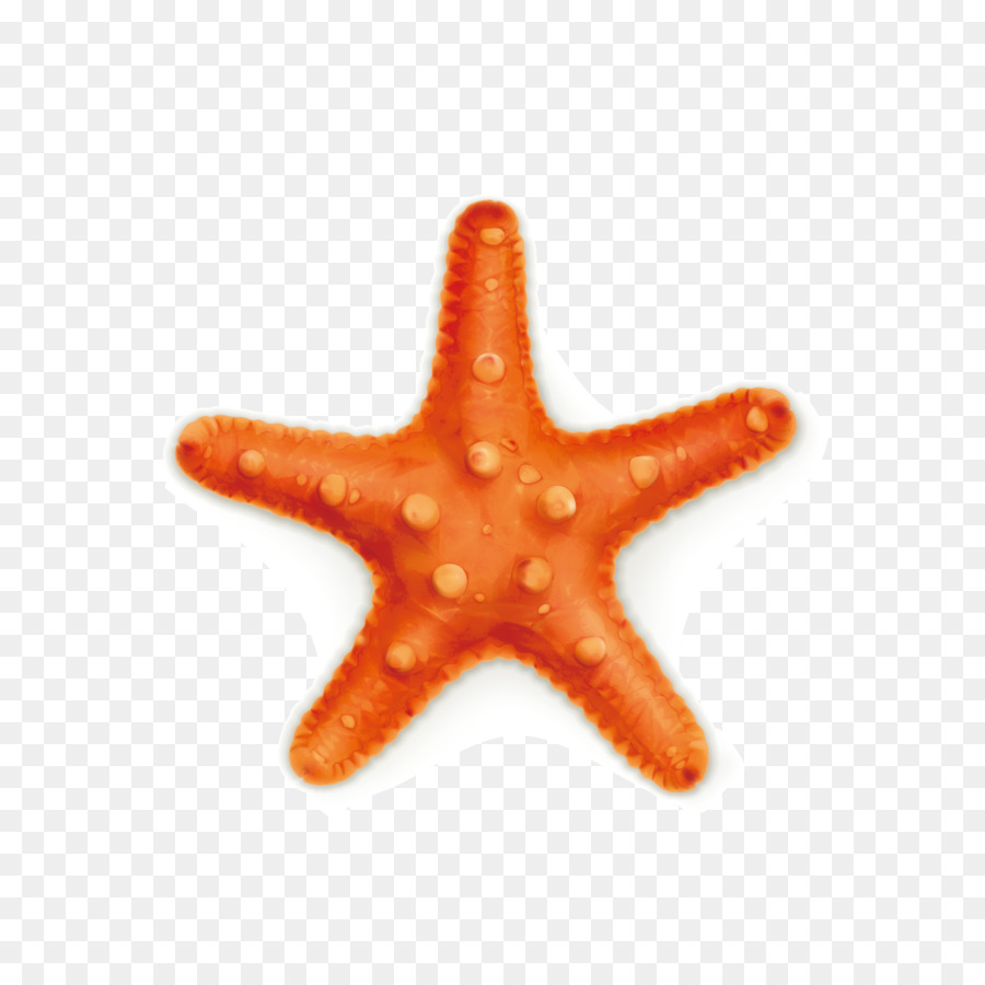 Bintang Laut Royalty Free Stock Photography Ilustrasi Starfish