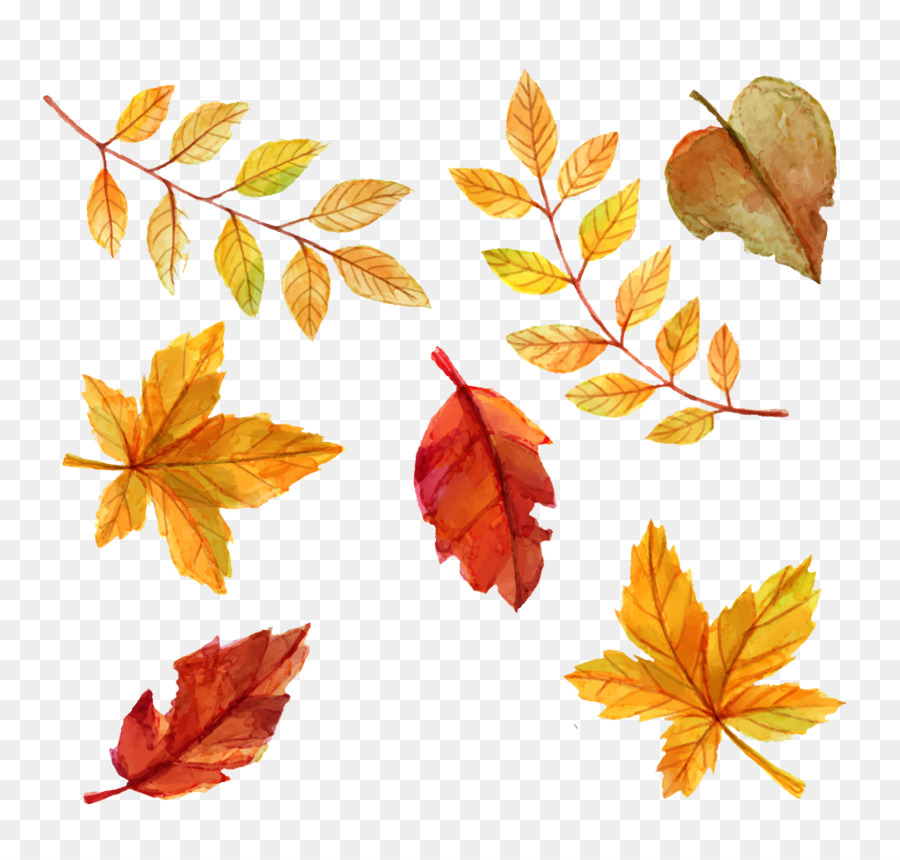 Autumn leaf color Euclidean vector - Watercolor leaves png download