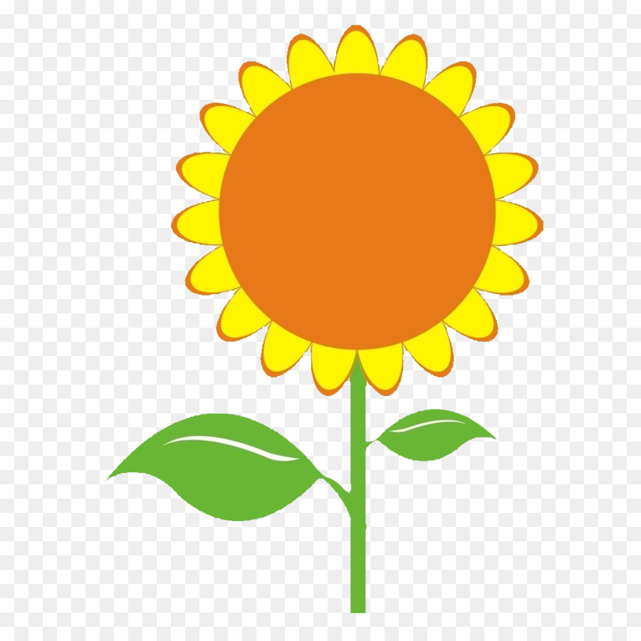 Umum Bunga Matahari Biji Bunga Matahari Ilustrasi Bunga Matahari