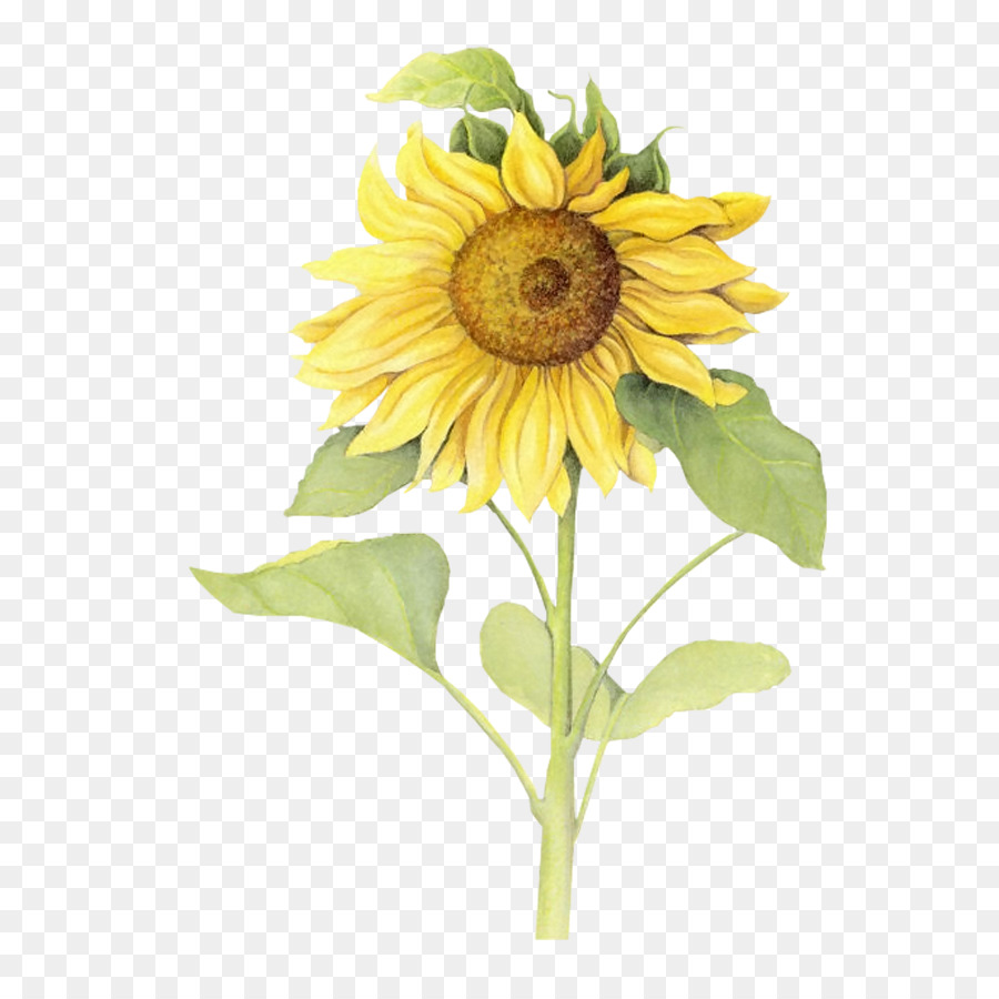 Download Download Icon - Yellow sunflower vector png download - 900 ...