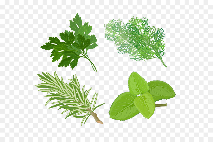 Download Herb Basil Spice Medicinal plants Clip art - Herbs png download - 843*596 - Free Transparent ...
