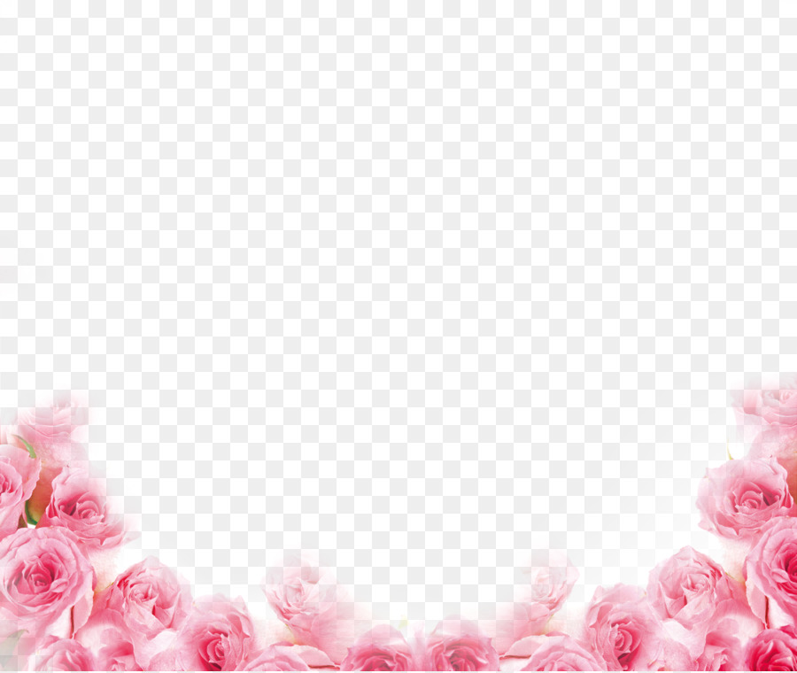 Pink Beach rose Petal Flower - Pink rose border png download - 3547*