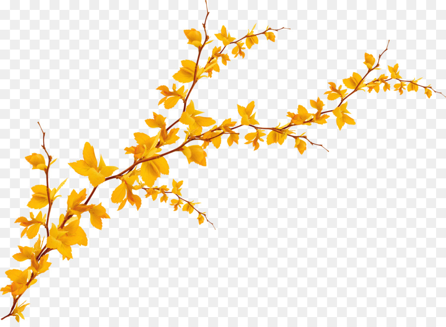 Leaf Yellow Ginkgo biloba - Withered autumn leaves png download - 3130*