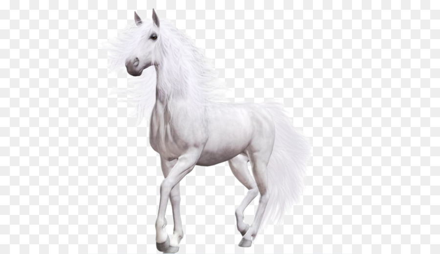 Wild horse Pony - White Horse png download - 563*520 - Free Transparent