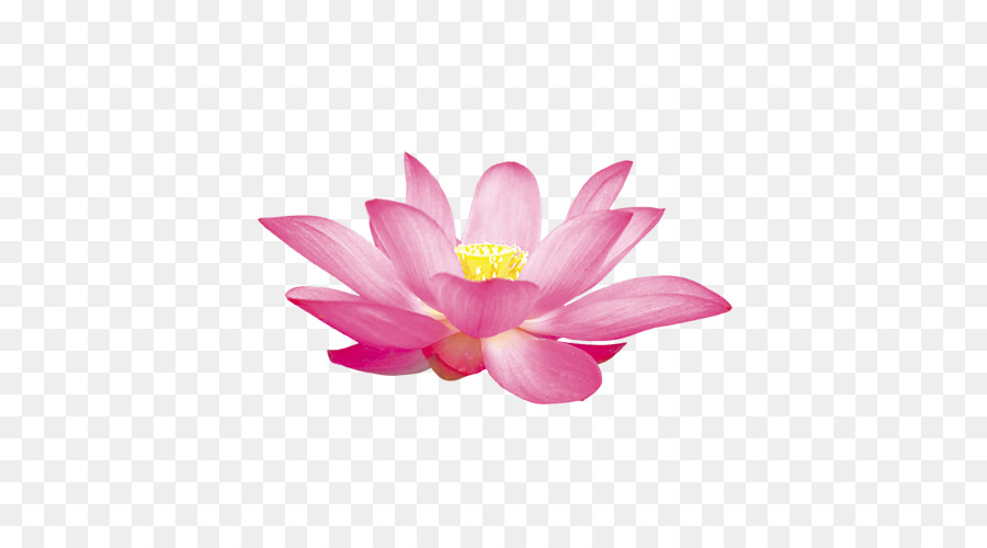 Nelumbo Nucifera Ilustrasi Lotus Unduh Pink Pabrik