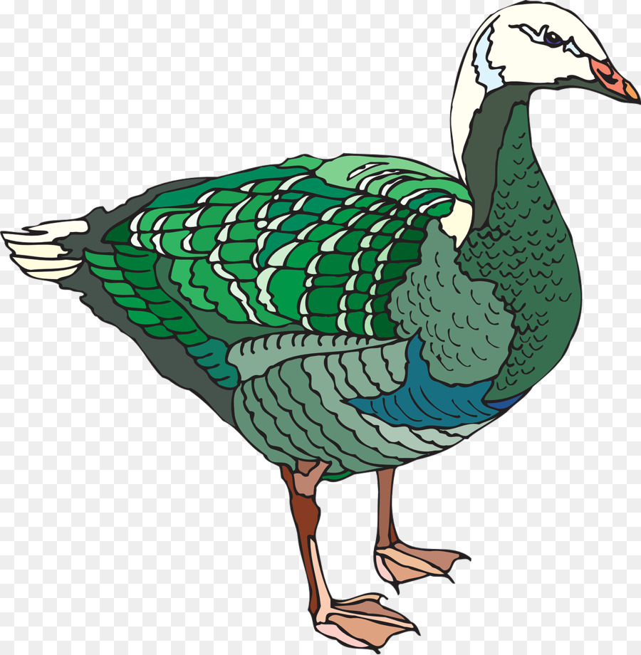 Bebek Angsa Burung Ilustrasi Berwarna Bebek Png Unduh 12531280