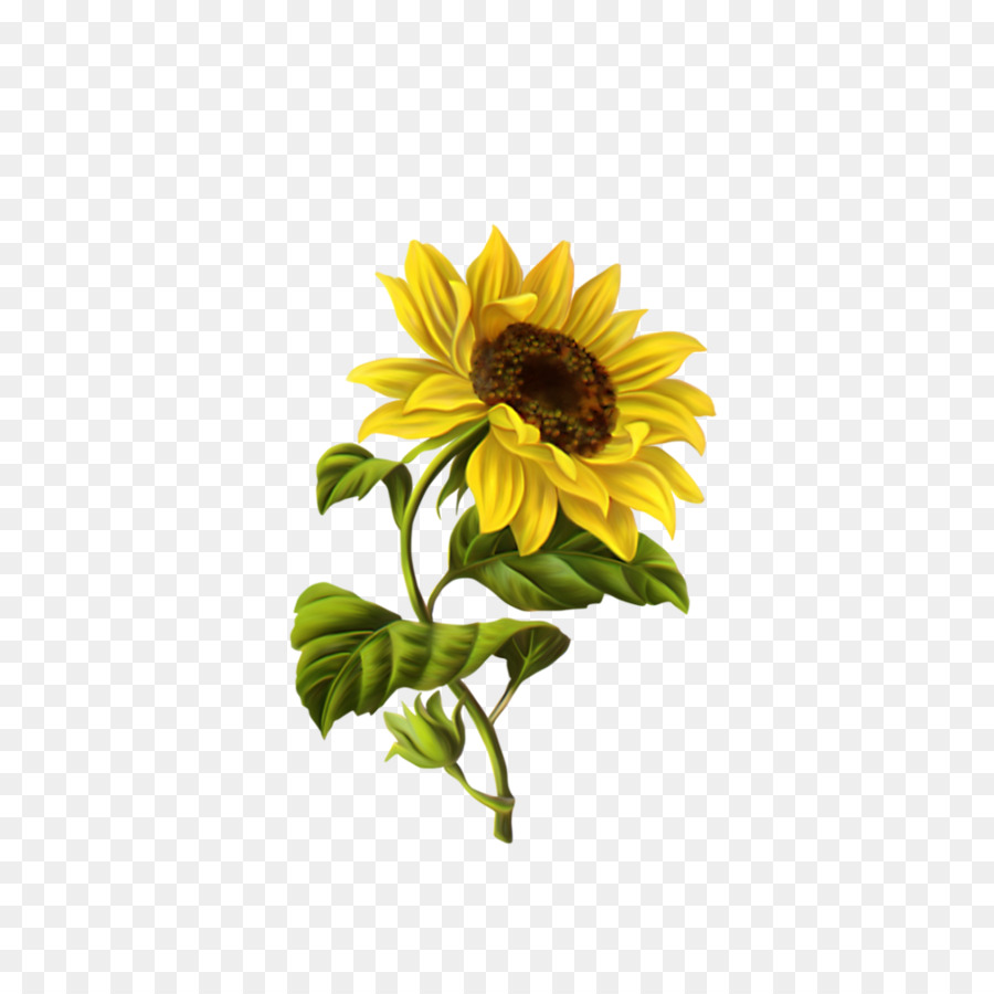 Umum Bunga Matahari Menggambar Ilustrasi Bunga Matahari Unduh