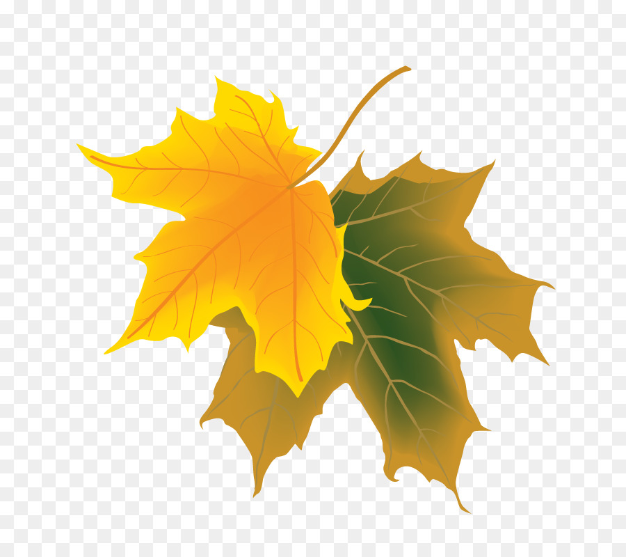 Deciduous Autumn Maple leaf - Yellow-green maple leaves png download ...