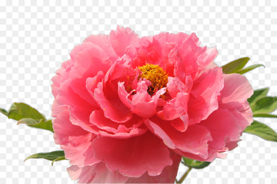 Luoyang Carnation Floral emblem National Flower of the Republic of