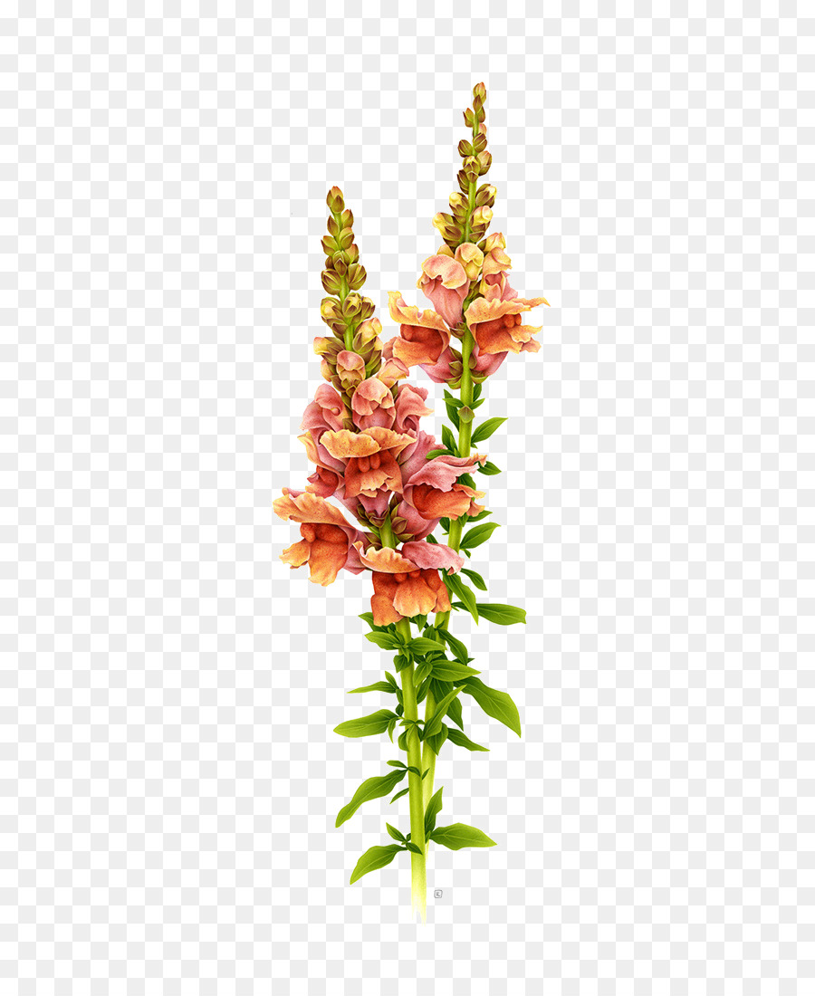 Antirrhinum Majus Botanical Ilustrasi Gambar Bunga Ilustrasi