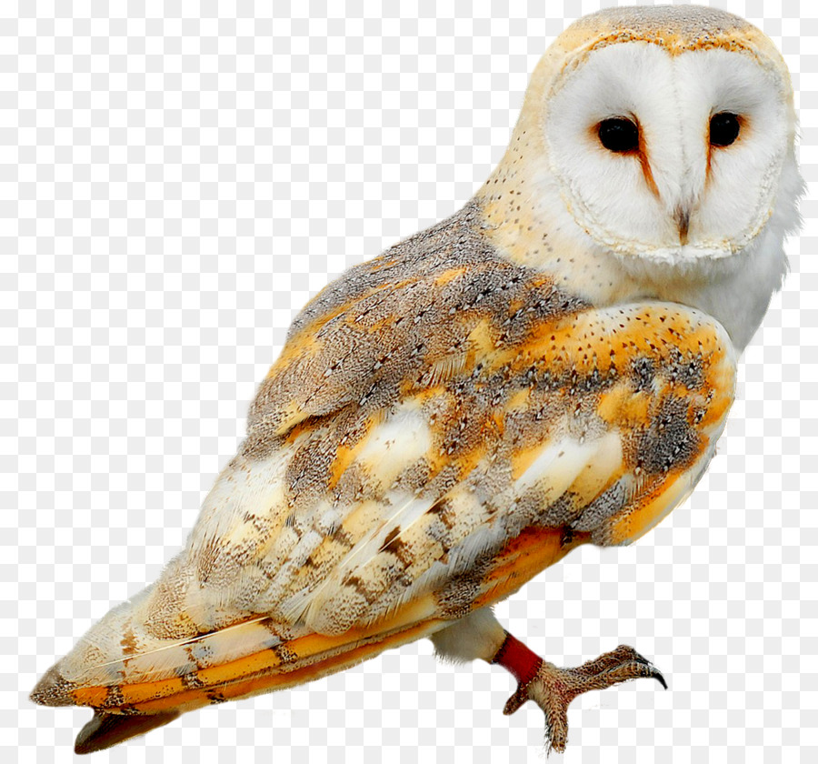 Owl Bird Birthday Gift Creative Owl Png Download 1207 1122
