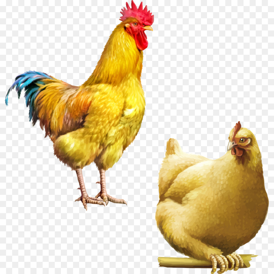 Ayam Ayam Kartun Ilustrasi Kartun Ayam Unduh Unggas Ternak