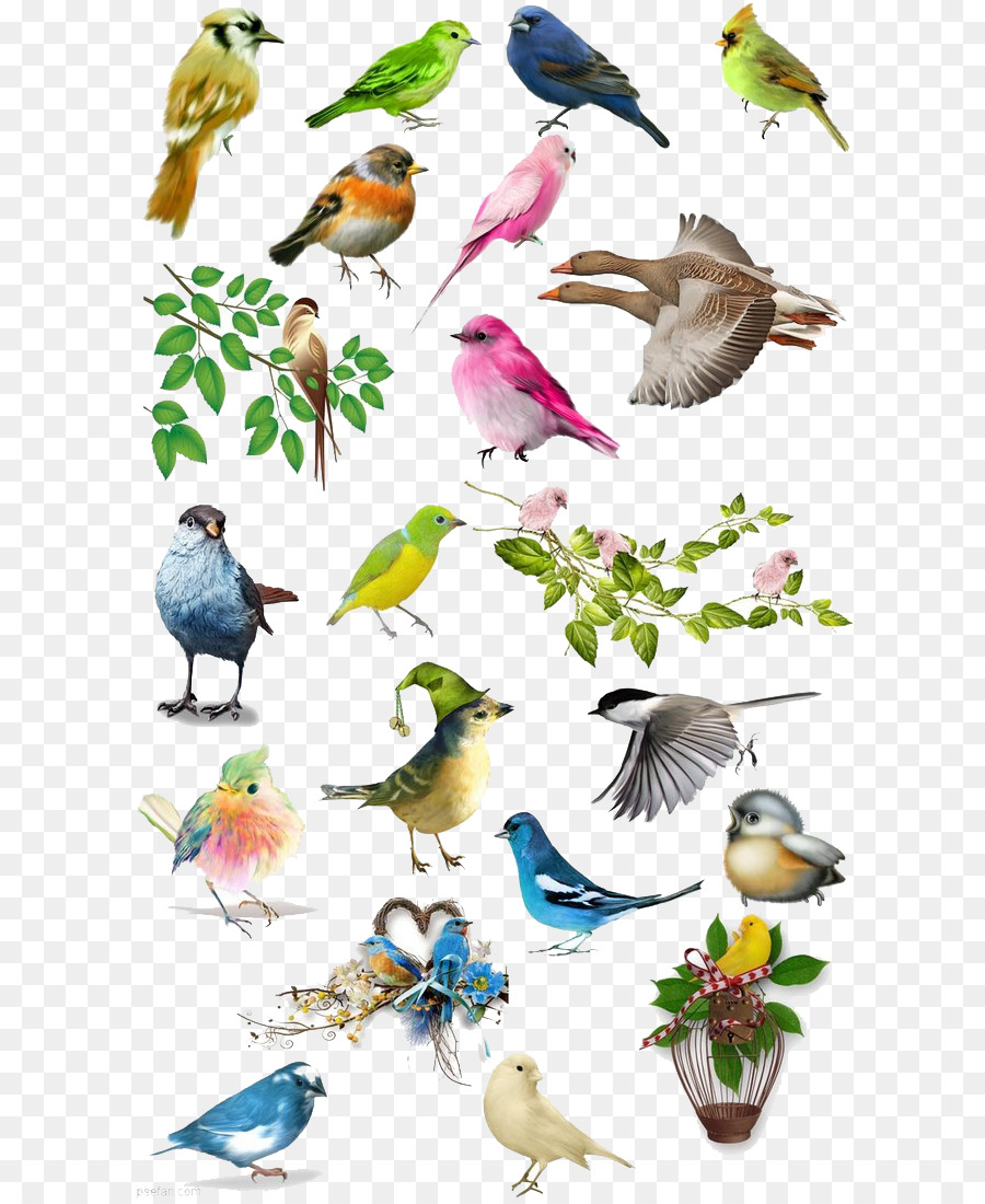 Burung Menggambar Ilustrasi Burung Atlas Png Unduh 6581097