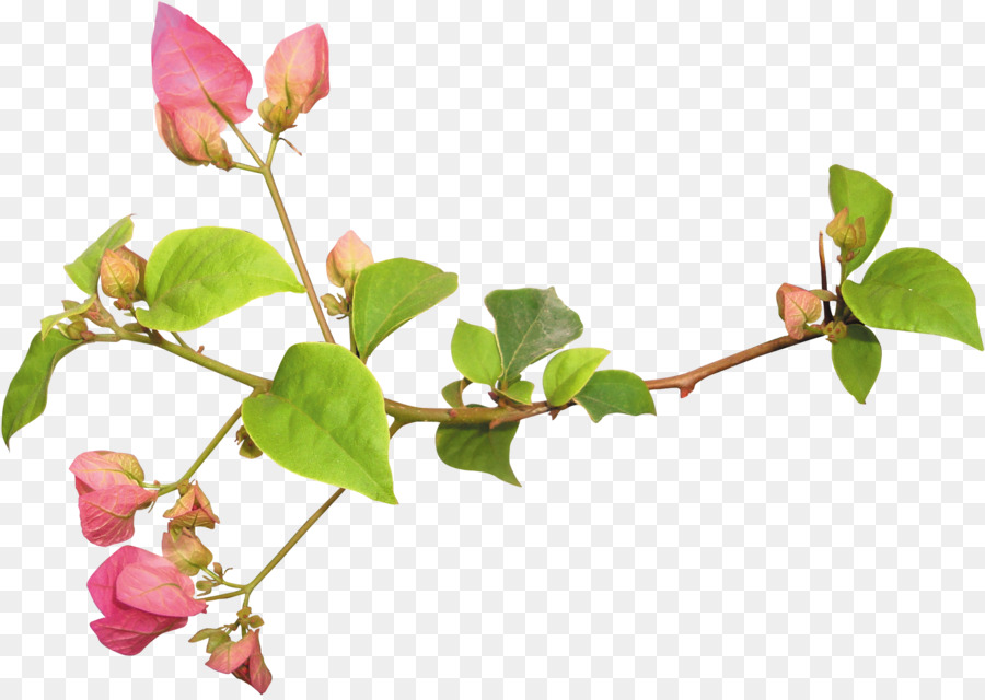 Flower Clip art - Bougainvillea flowers png download - 2100*1487 - Free