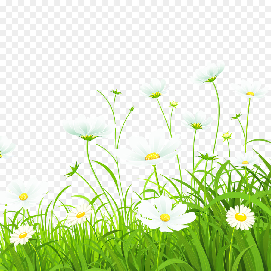 Bunga Hijau Umum Daisy Ilustrasi Putih Bunga Rumput Unduh