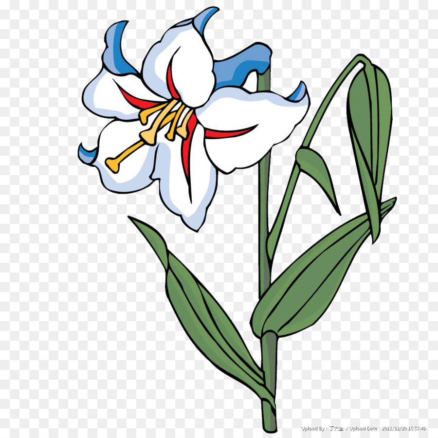 sketsa bunga: Gambar Sketsa Bunga Lili