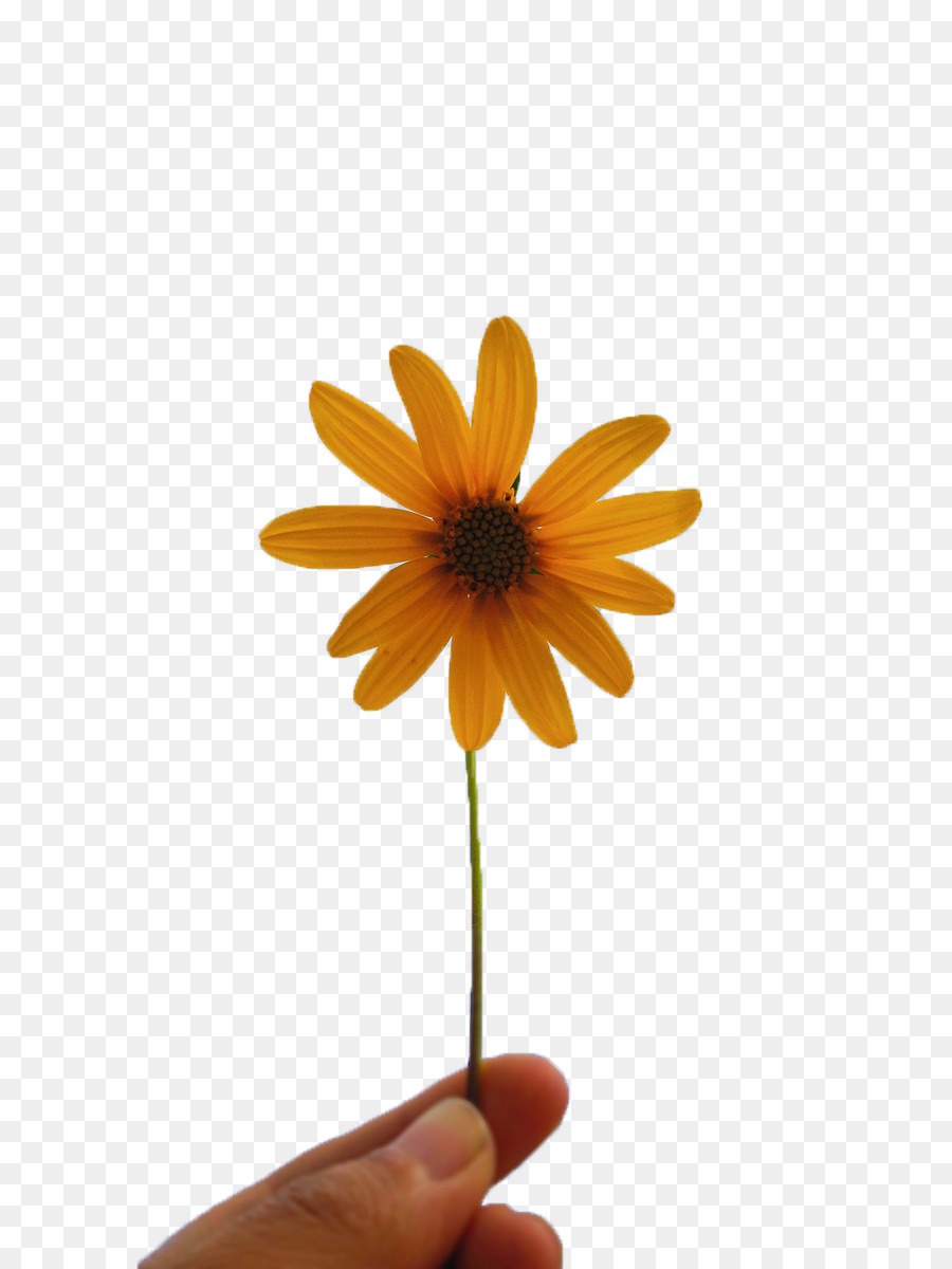 Fotografi Budaya Ilustrasi Bunga Matahari Kecil Unduh Bunga
