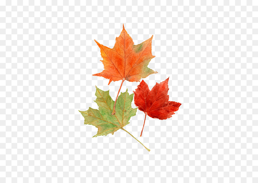 Autumn Leaves  Maple  leaf  Autumn leaf  color Watercolor 