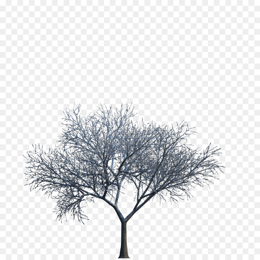 Pohon Download Komputer Grafis 3D Pohon Png Unduh 35003500