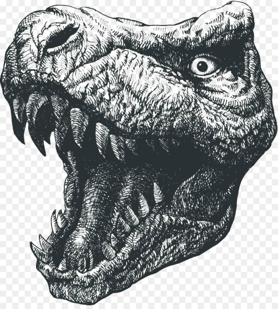 Tyrannosaurus rex Dinosaur Drawing  Illustration Dinosaur  