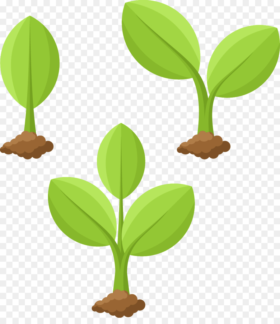 Plant Cartoon Illustration - Vector illustration Plant growing png