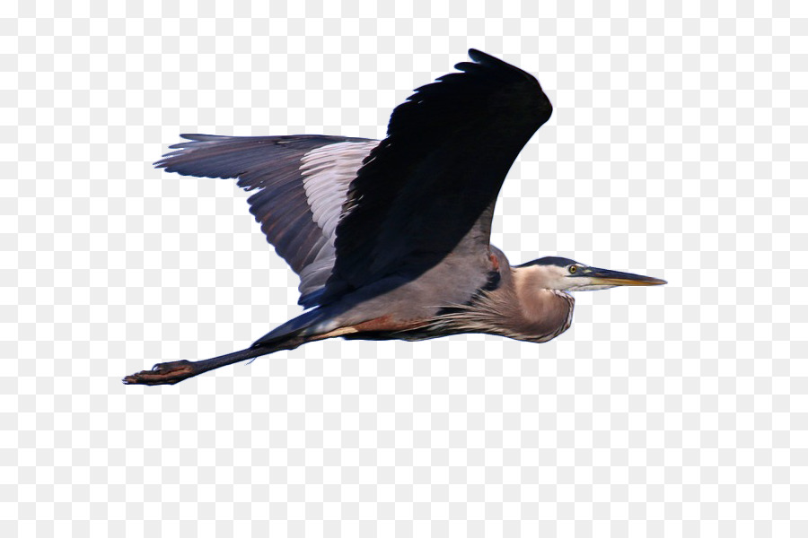 Great blue heron Grey heron Bird Cormorant Illustration - Osprey flying