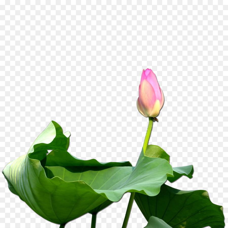 Nelumbo nucifera Clip art - Bertunas lotus - Unduh Pabrik 