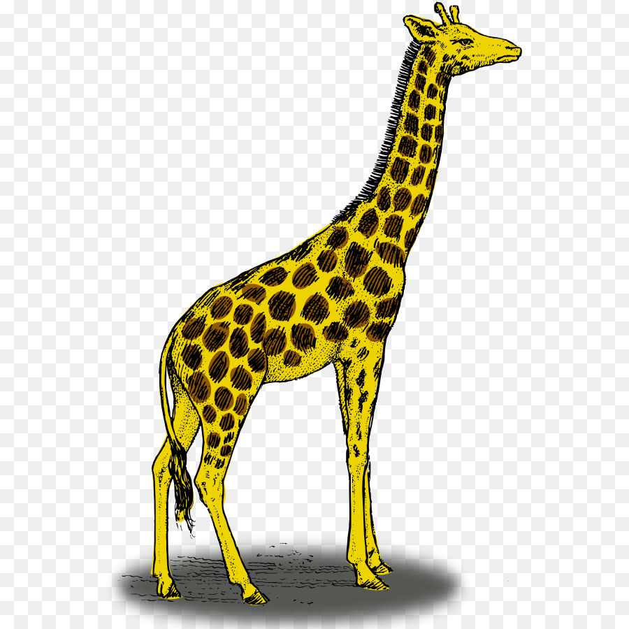 Giraffe Color Drawing Clip art - Giraffe Photographs png download - 600