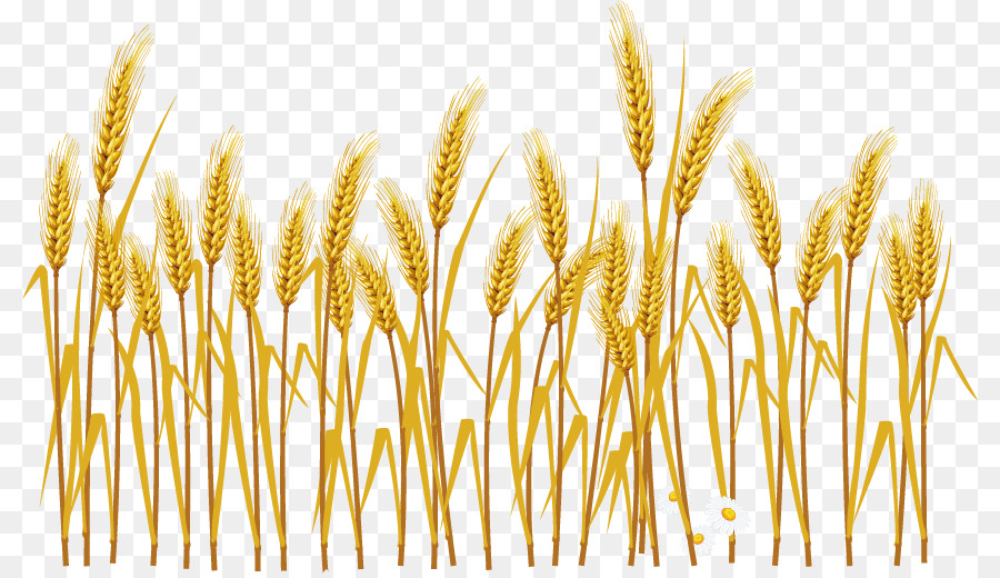 Common wheat Cereal Ear Illustration - Cartoon wheat harvest png