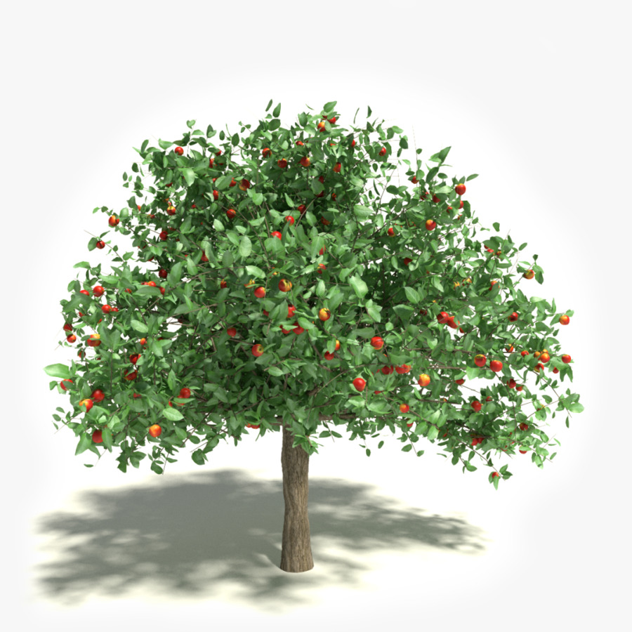 Apple White Transparent Stock photography Tree Clip art 