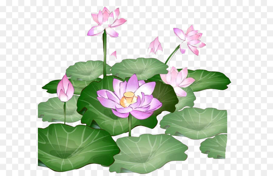 Nelumbo nucifera Ilustrasi Kartun Green lotus Unduh 
