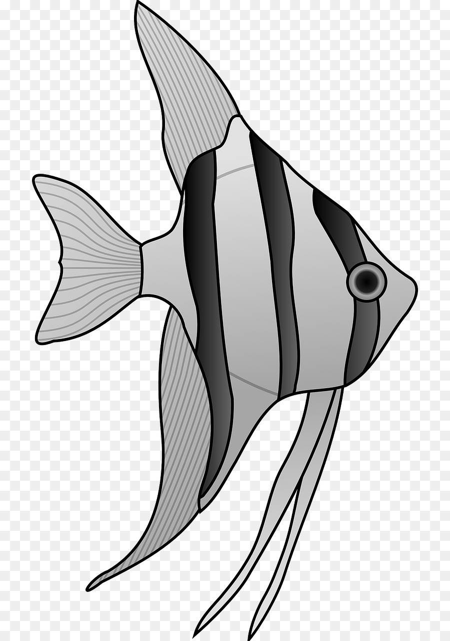 Pterophyllum Altum Ikan Gambar Kartun Clip Art Ikan Abu Abu