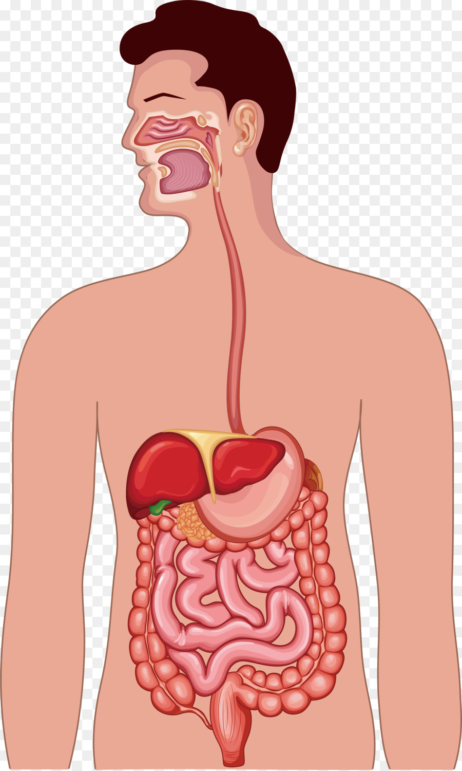 Saluran Pencernaan Manusia Anatomi Sistem Pencernaan Ilustrasi
