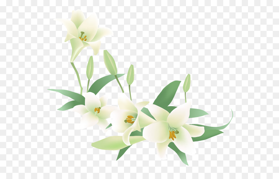 Flower Jasmine Euclidean vector Clip art - White lily png download