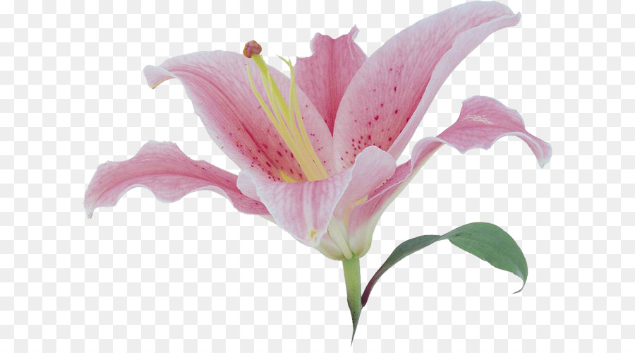 flower: Pink Lily Flower Png
