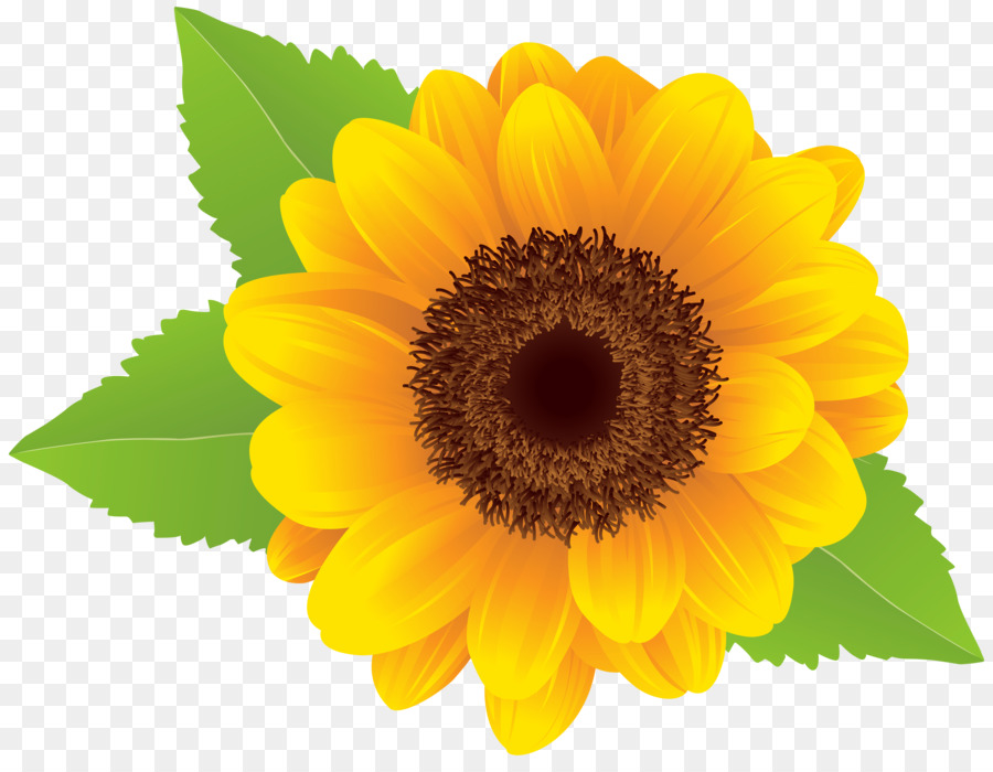 Download Graphic arts Clip art - Sunflower Background Cliparts png ...