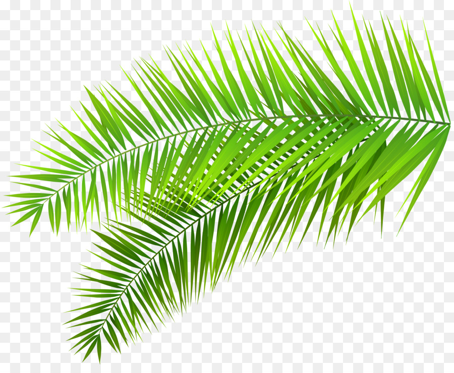 Arecaceae-Palm-Zweig-Blatt-clipart - Palm Zweig ClipArts png