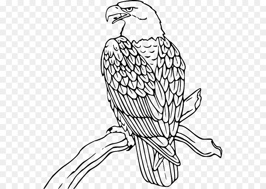 Bald Eagle Philippine Eagle Clip art - Outline Of Eagle png download