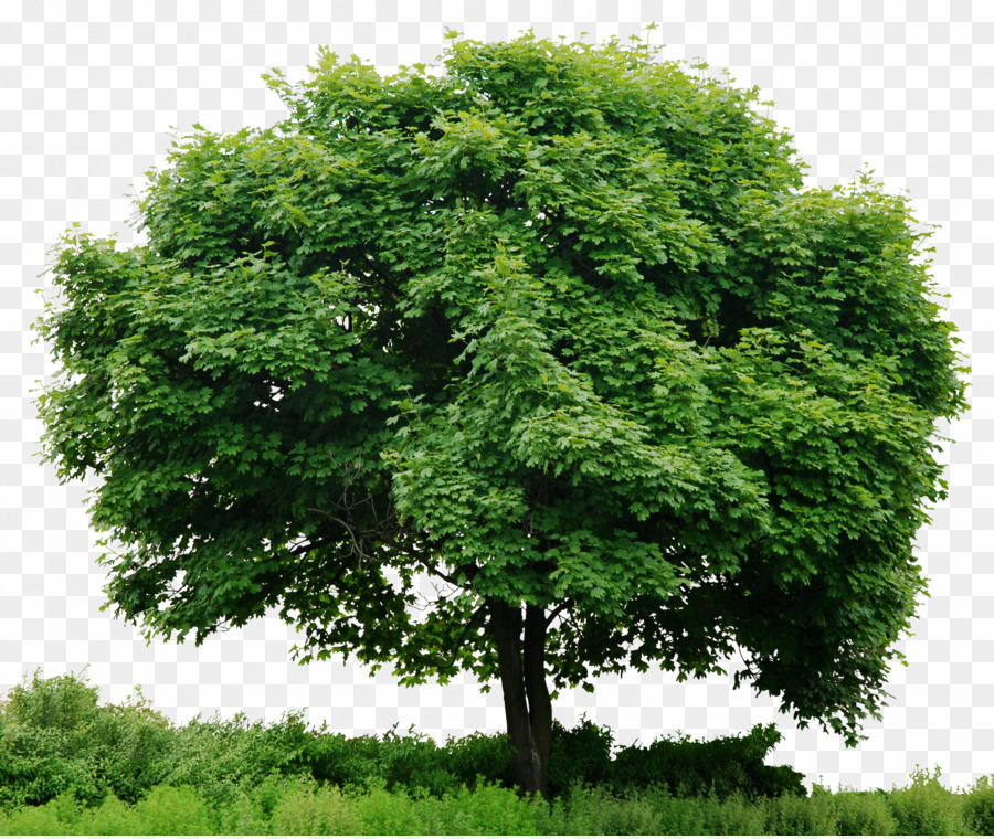 Look at trees Clip art - Tree In Png 1600 1346 transprent 