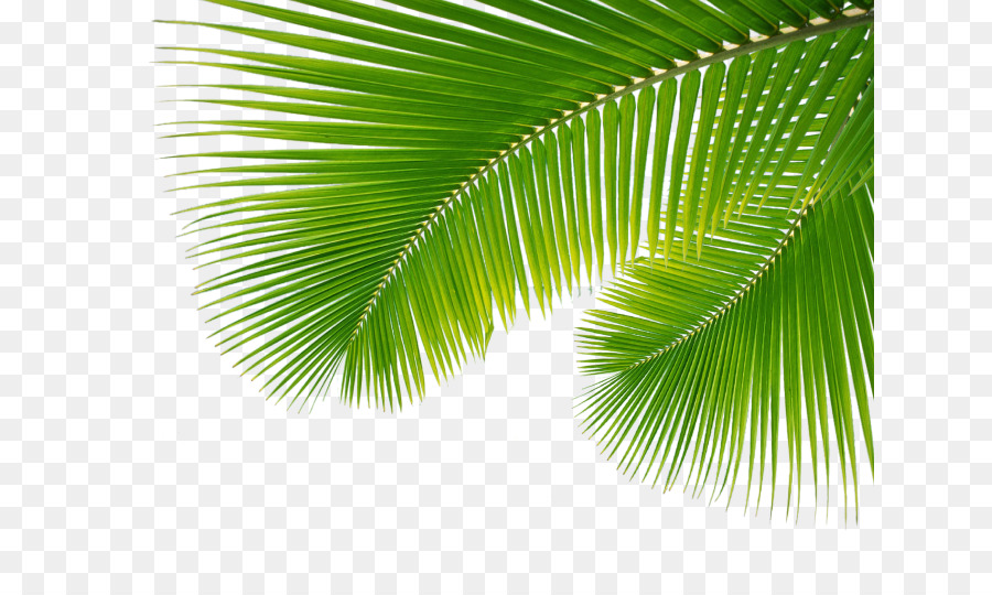 Arecaceae Leaf Palm branch - Palm Leaf, Leaves Png png download - 687